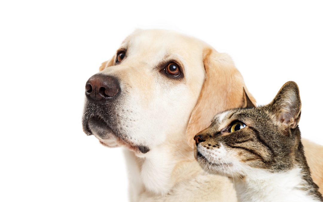 The Serious Impact of Poor Indoor Air Quality on Your Pets